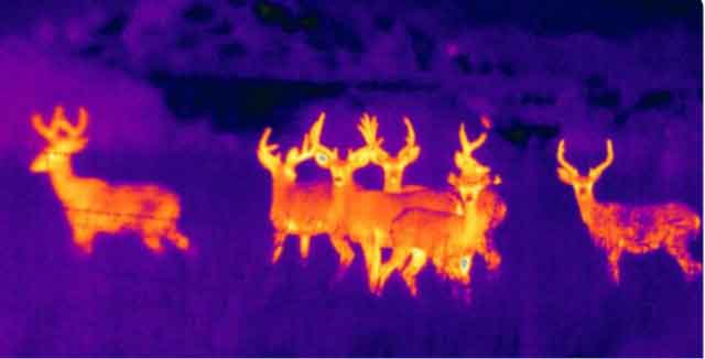 Thermal imagers are much more expensive than ordinary night vision devices. Does it have any special advantages?