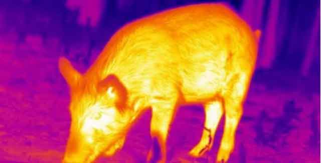 Thermal imagers are much more expensive than ordinary night vision devices. Does it have any special advantages?
