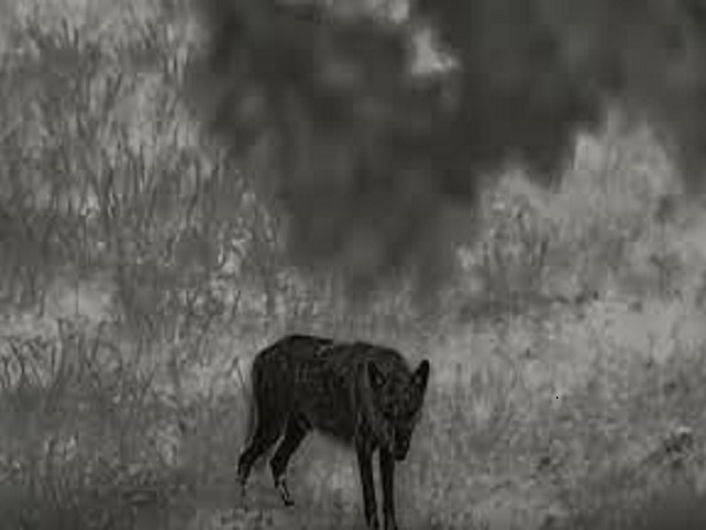 Thermal Imaging Pseudo-Color