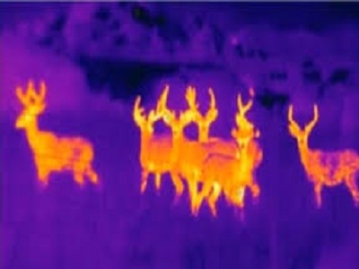 thermal image of deer
