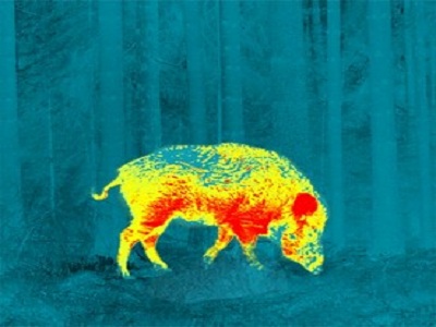 thermal image of a cow
